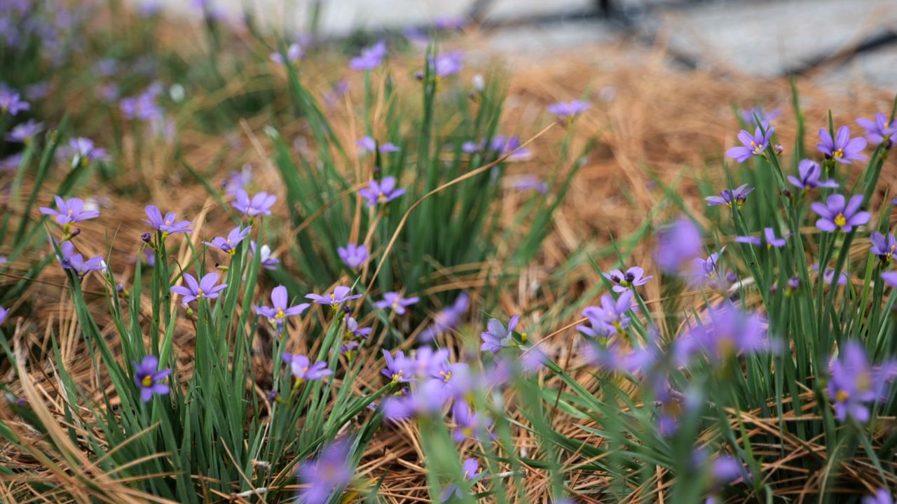 Get It Growing: Blue-eyed grass is great alternative to turfgrass